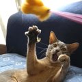 猫が急に遊びに飽きてしまう理由５つ