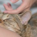 猫が飼い主に「あごのせ」する理由5つ