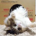 ダンボールひとつで分かる猫ちゃんの魅力