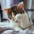 猫の『眉毛』がもつ3つの大切な役割　うっかりなくなったらどうなるの？