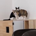 簡単！猫トイレ収納を猫ちゃんのためにDIY♪