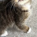 『ええぇっ』動物病院の先生も驚愕…『子猫の顔』を見ると→珍しすぎる光景…