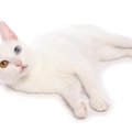 【獣医師監修】カオマニーは飼いやすい？猫種の性格や飼う前の注意点…