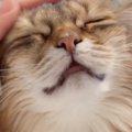猫の"撫でられたいとき"と"気分じゃないとき"の…
