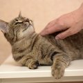 猫に絶対してはいけない『撫で方』4選