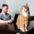 猫が『悲しむ』ことになる飼い主のNG行動4つ…理由とフォローの仕方も