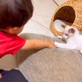 赤ちゃんと保護子猫が一緒に遊んだ結果→まるで本当の兄弟のようで…愛…