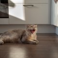 猫との生活で気を付けたい『騒音トラブル』3選　環境作りのポイントや対策…