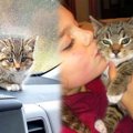 ひとりぼっちで雨に濡れていた子猫。優しい女性に発見されて美猫に成…