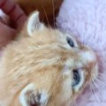 『一人ぼっちで鳴いていた子猫』の結末…幸せを掴むまでの話に胸が熱く…