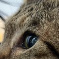 『めっちゃ特徴的な顔、絶対に人気出る』と言われた猫→SNSに投稿してみた…