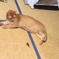 一直線に向かってきた『セミ』に……ネコが見せた『まさかの対応』が281万再…