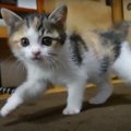 本を参考に！新入り猫ちゃんを迎え入れる為の『プロセスその１』