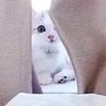 『生後２か月の子猫でも人間の言葉を理解できる？』検証してみた結果…