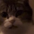 夜、布団の前にやってきた猫→『一緒に寝る？』と聞いてみた結果…まさかの…