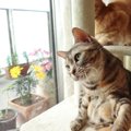 病気の可能性も！？猫が『首をかしげている』ときの理由5つ