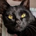 AIで『猫にヨガパンツを履かせるやつ』に挑戦したら、黒猫が…思っていたの…