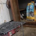 貧しいおじいさんのアパートで生まれた子猫たち…悲惨な猫屋敷化を防ぐ…