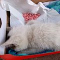 ゴミ置き場にいたボロボロの子猫→「１週間持つかわからない」と言われたが…