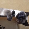 この空き箱は絶対に渡さニャい！猫ちゃんたちの箱奪り合戦