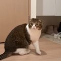 猫は出かけたはずのママが『部屋にいたら』喜ぶ？…"可愛すぎる反…