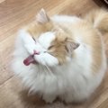 昼食の準備をしていたら、猫がやって来て…何度も『あっかんべー』しちゃう…