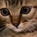 ケージの中にいる保護子猫→近づいてみると、『耳』が…思わず笑ってしまう…