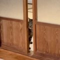 『引き戸を開ける猫』を撮ってみたら…まさかの『人間すぎる開け方』が…