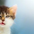 面白い猫の写真10連発！撮影できるシャッターチャンスは？