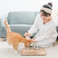 猫を迎える前に『備えておくべき物』5つ　必要になる理由や選び方のポ…