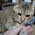 猫を呼んでみると…『何度も捕まりにくる』光景が面白すぎると1万1000…