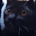 子猫の頃の遊びを『大きくなった猫』に試してみたら…ずっと見ていたくなる…