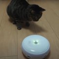 遊んでくれるかな？猫じゃらシッターのおもしろさに気づいた猫ちゃん！