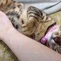 ふみふみ！ていてい！飼い主さんに甘えるかわいい猫ちゃん♡