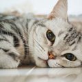 猫の性格や健康は毛の長さで違う？ 