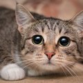 猫の『体が震えている』ときに考えられる原因5選　異常がある可能性も？受…