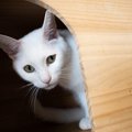 猫が『心を開いていない』気がする……その理由や対処法５つ