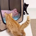 生き別れになっていた兄弟猫『感動のご対面』…のはずが→『まさかの急…