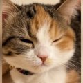 猫が『あくび』をする直前、『口元』を見ていると……悶絶必至の『尊すぎる…