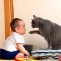 赤ちゃんと一緒にいるネコ→そばで見守っているかのようで…とんでもなく癒…