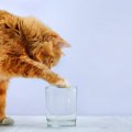 猫にしっかり『水分補給』してもらう3つの対策　あまり水を飲まない場…