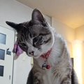 初めてポップコーンを見た猫ちゃんが…あまりにも可愛すぎる『仕草』に笑顔…