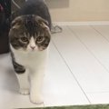 激しく遊ぶのに急に飽きてしまった猫さん！