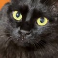 いつもの部屋で『撫でてもらいたい猫』→ごはん中の飼い主さんに……必死…