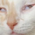 『白目をむいて爆睡する猫』を撮影していたら…カメラが捉えた『驚きの瞬間…