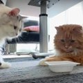 アリ寄りのナシ？検証『猫ちゃんがジャッジする納豆のニオイ』