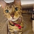 お誕生日プレゼントはハート型爪とぎ♡猫さんは気に入ってくれるかな？