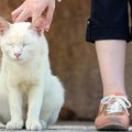 癒やされたい♡かわいい猫たちにたんまり会える島や猫スポット6選をご…