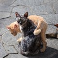 猫界で『モテモテになる猫』の特徴4選　イケニャン、性格良し…猫の世…