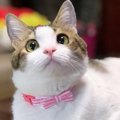 猫にもパーソナルカラーがある！？愛猫に似合う色の選び方 